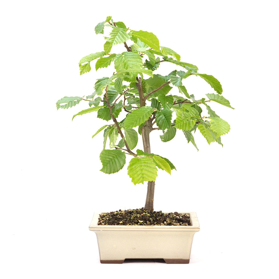 Hainbuche 'Carpinus betulus`